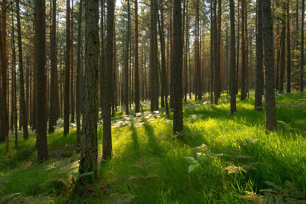 sunlit forest with tall trees and green ground cover representing responsible paper sourcing and sustainable forestry