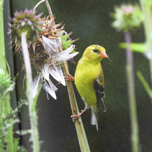 Tennessee Tourism - Birding Guide - Portfolio 2026 - Phillips Printing Company-327