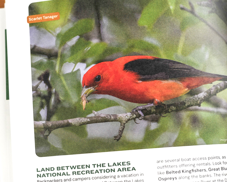 Scarlet Tanager featured in Tennessee tourism birding guide