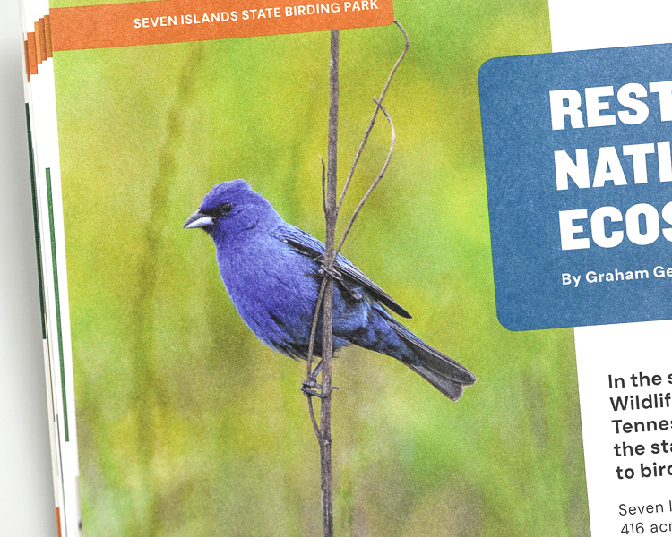 Interior spread featuring Indigo Bunting in Tennessee birding guide