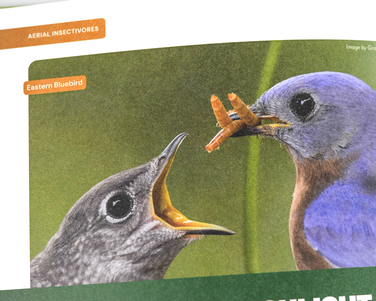 Eastern Bluebird editorial spread in tourism guide