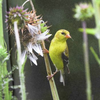 Phillips Printing Tennessee Tourism Birding Guide